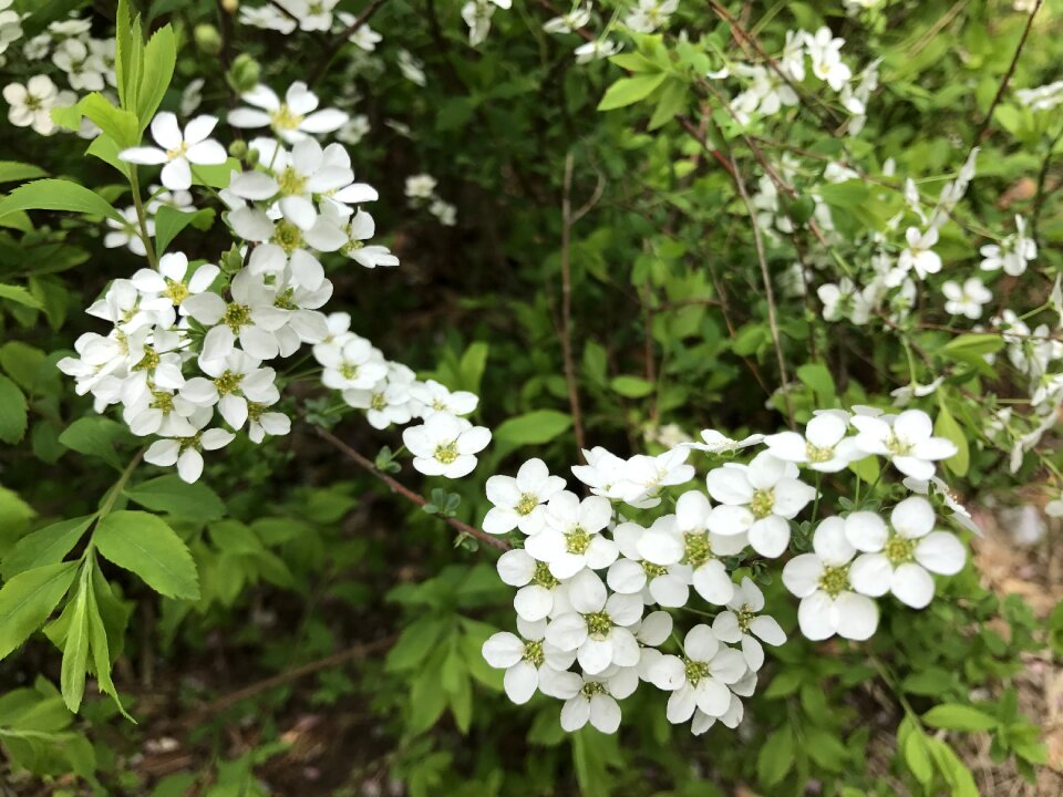 Peach blossom pearl meadowsweet spring