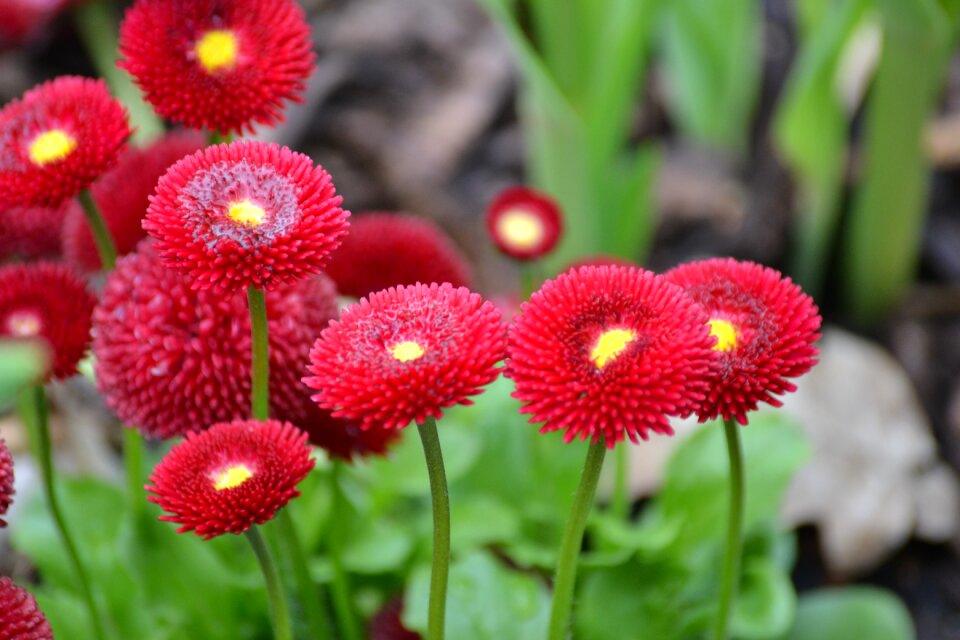 Red flowers nature close up