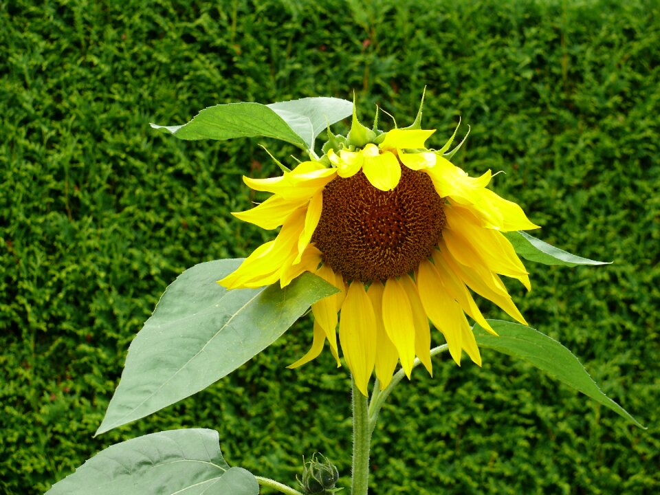 Yellow flower plant