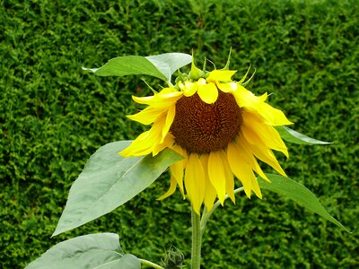 Yellow flower plant