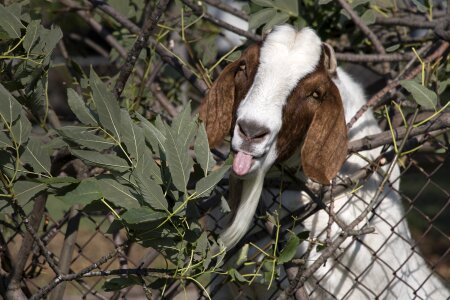 Tongue out farm cute photo