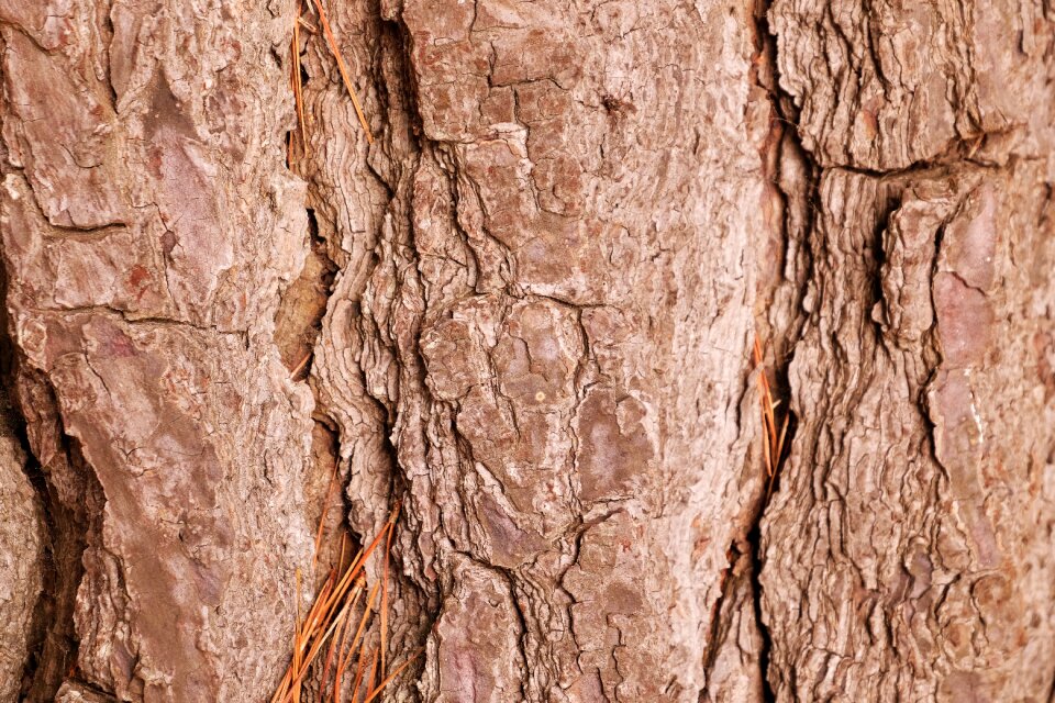 Texture nature wood material