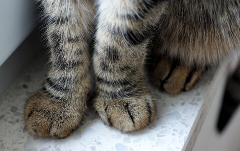 Cat's eyes young animal paws photo