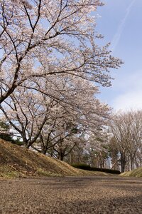 Spring wood lawn