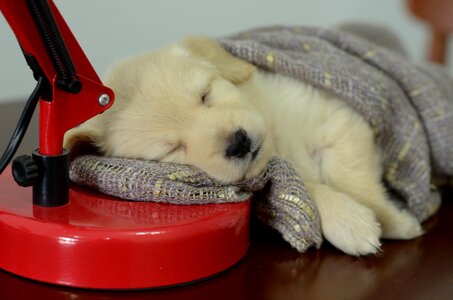 Pet animal dog