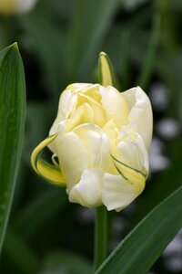 Spring spring awakening garden