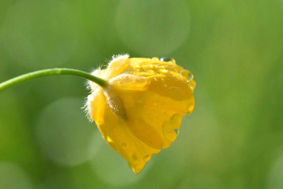 Nature yellow spring