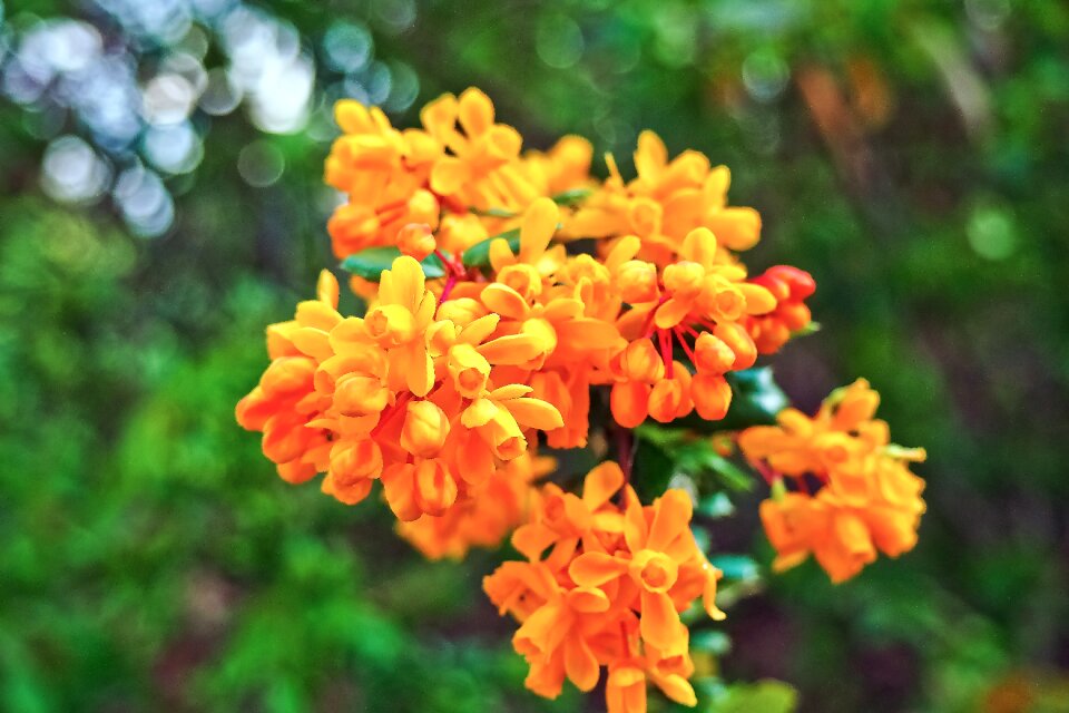 Blossom bloom berberis ottawensis photo