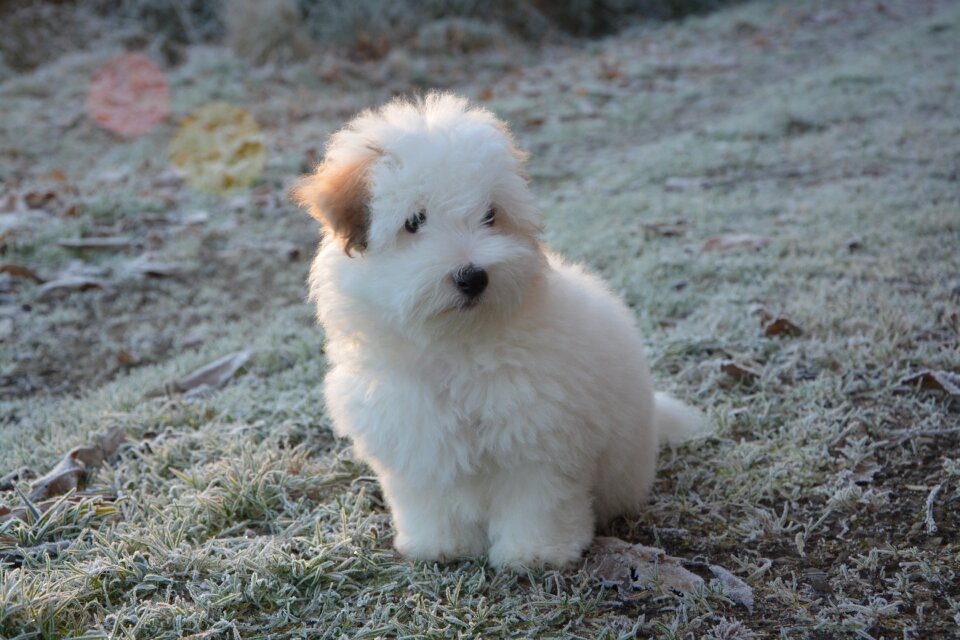 Animal white fur small dog photo