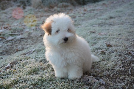 Animal white fur small dog