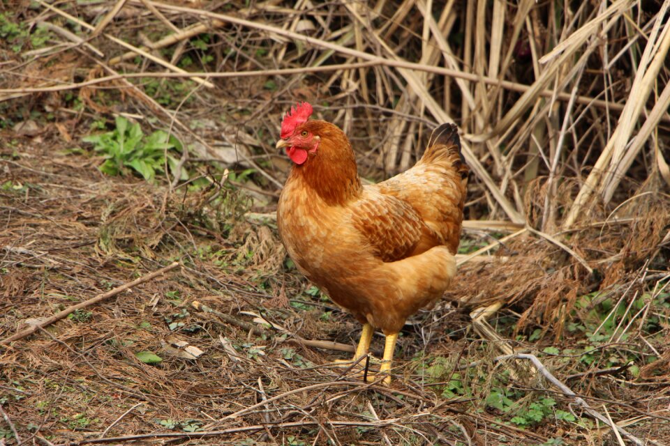 Hen chicken yellow chicken