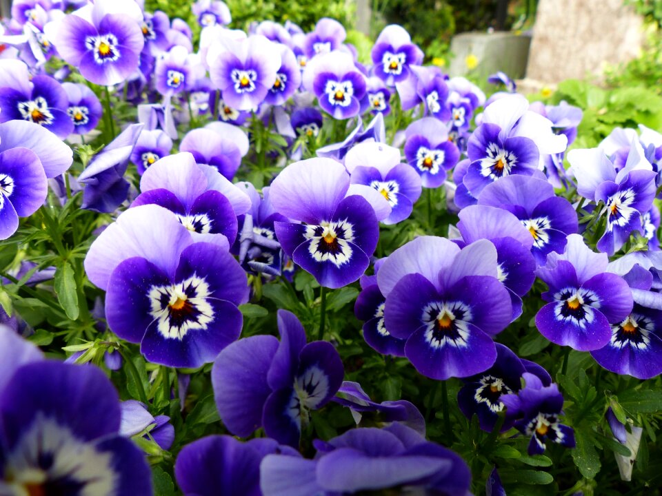 Purple flower nature close up