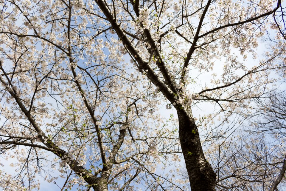 Spring wood lawn