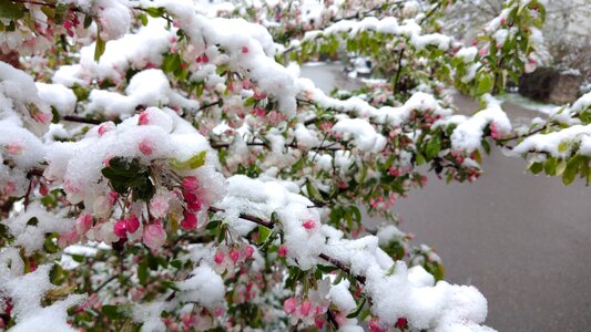 Flower plant garden