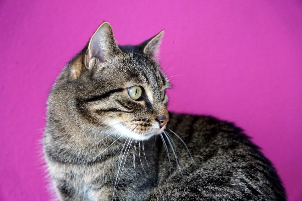 Cat's eyes young animal tigerle