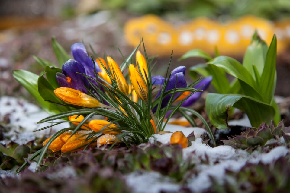 Snow the first flowers greens