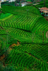 Plant rize landscape photo