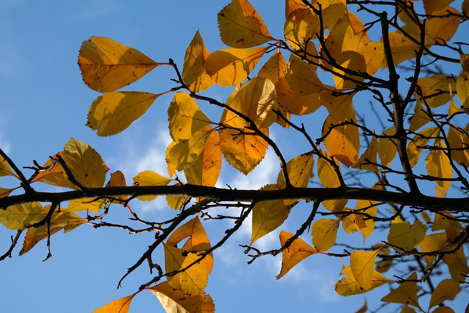 Autumn fall foliage sky