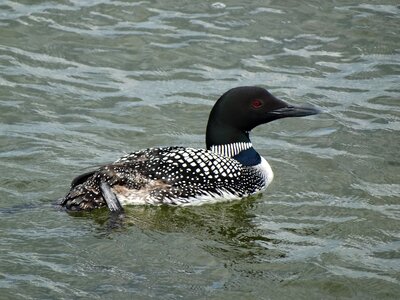 Swimming bird