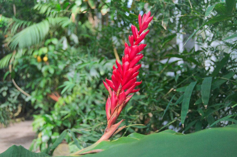 Nature plant exotic