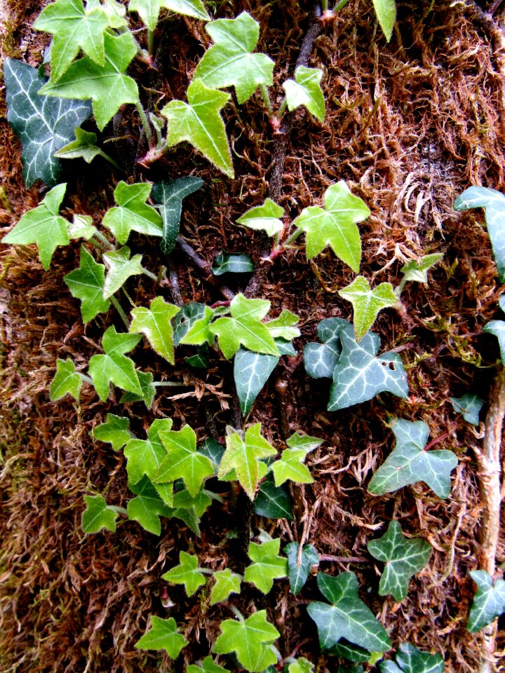 Hedera helix tree ivy leaves