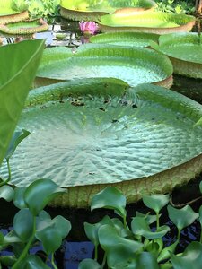 Water pond natural