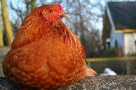 Red feathers bird
