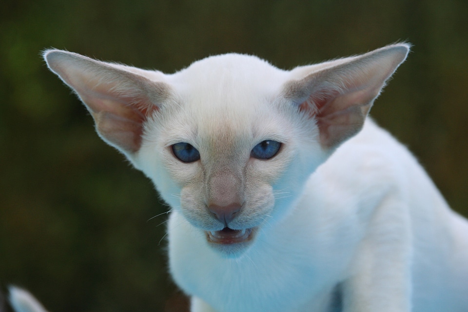 Grim aggressive kitten