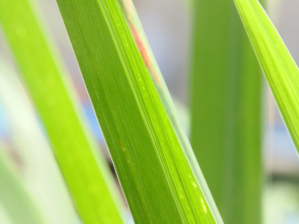 Green camera sony