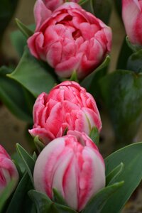 Pink pink flowers bloom