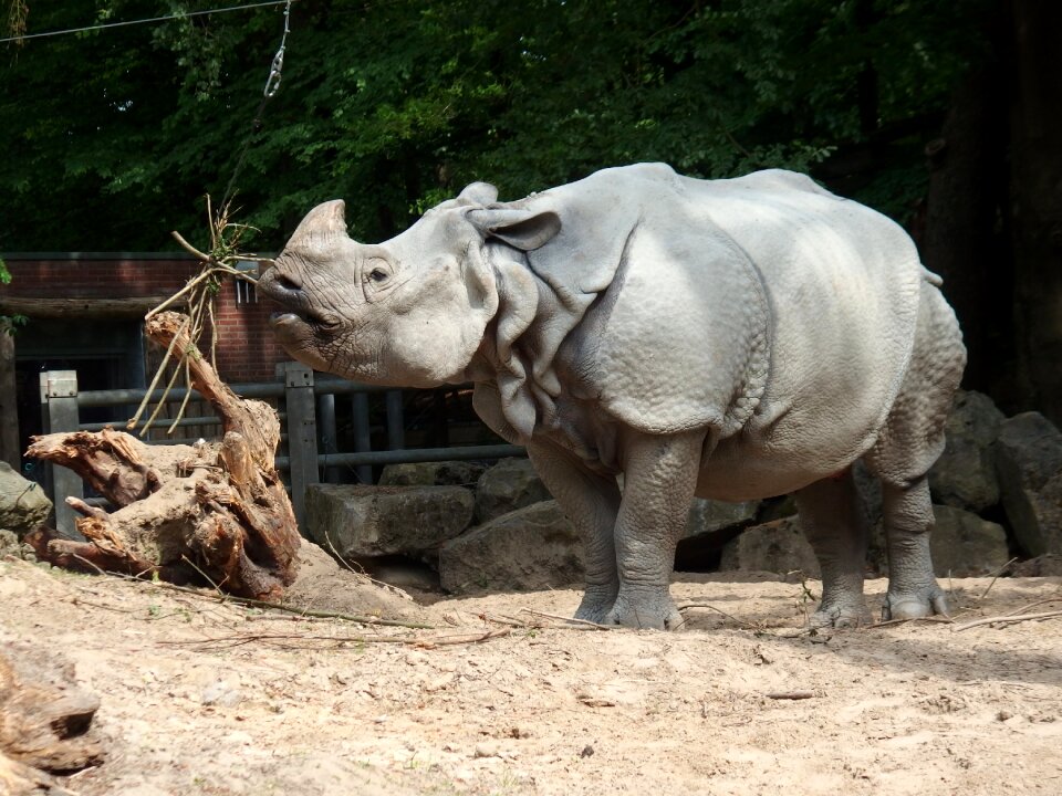 Rhino freedom strong