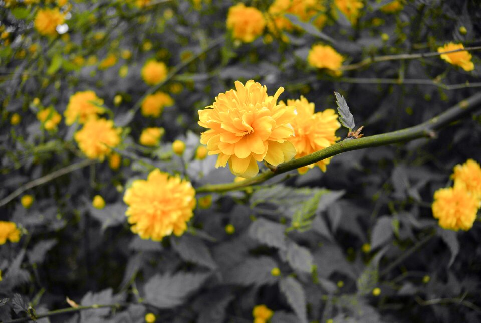 Yellow spring bloom