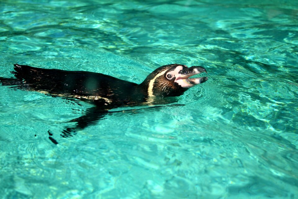 Nature cute zoo