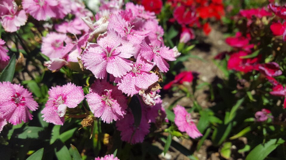 Floral plant blooming photo