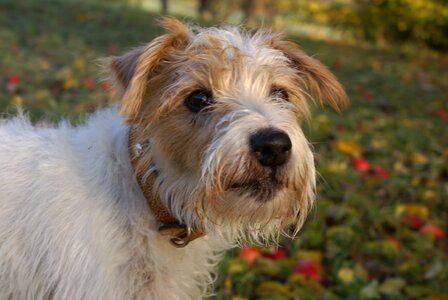 Terrier jack russell terrier orchard