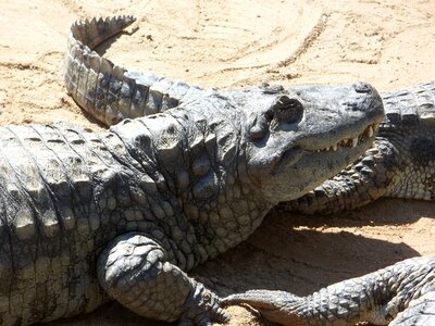 Reptile dangerous sleeping alligator