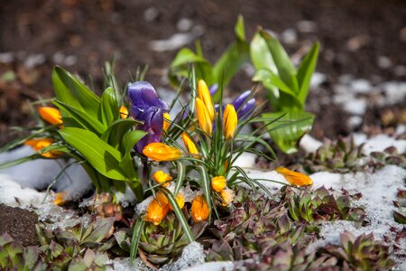 Snow the first flowers greens