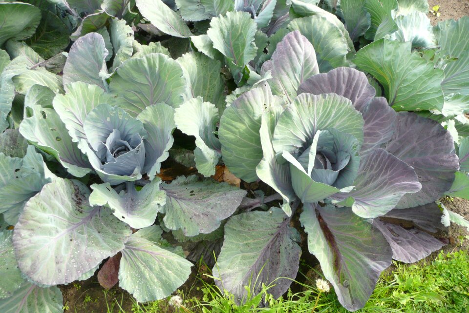 Cabbage fresh coal