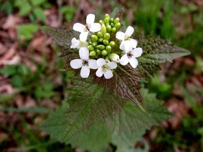 Knoblauchrauke forest flower salad flower photo