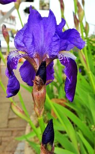 Spring flower garden photo