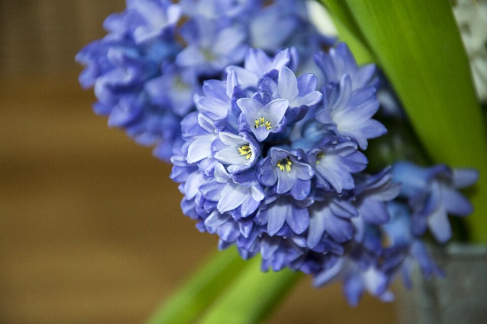 Blossom bloom plant