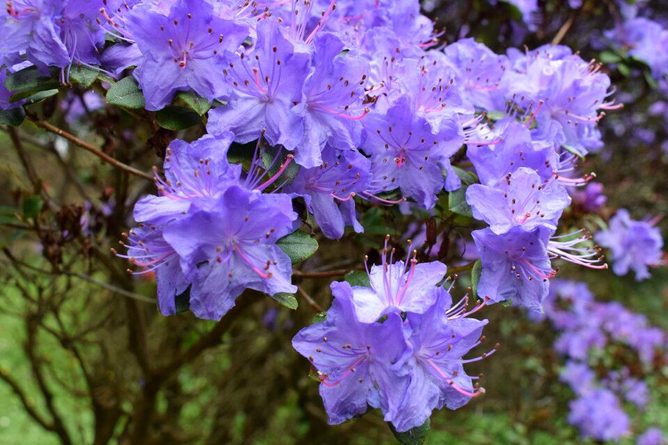 Purple bush nature