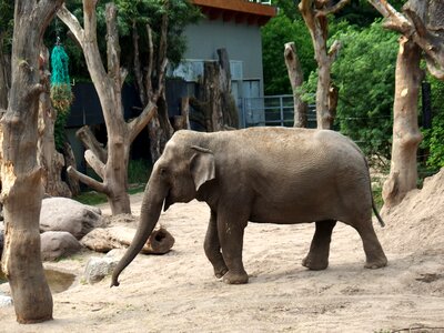 Elephant feel free not free