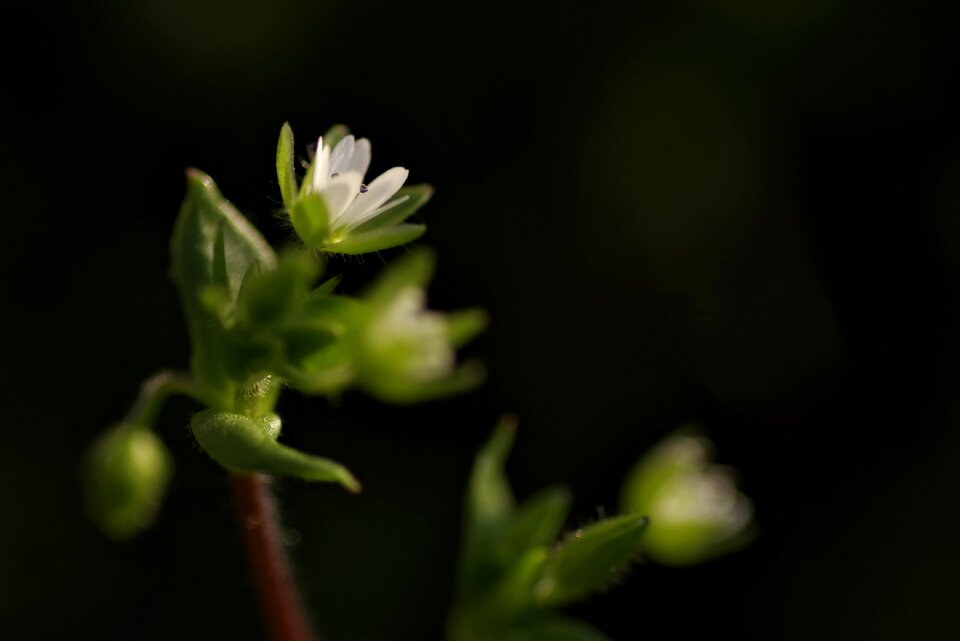 Tiny grasshopper white