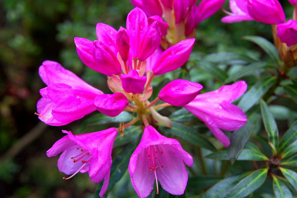 Pink petal close up photo