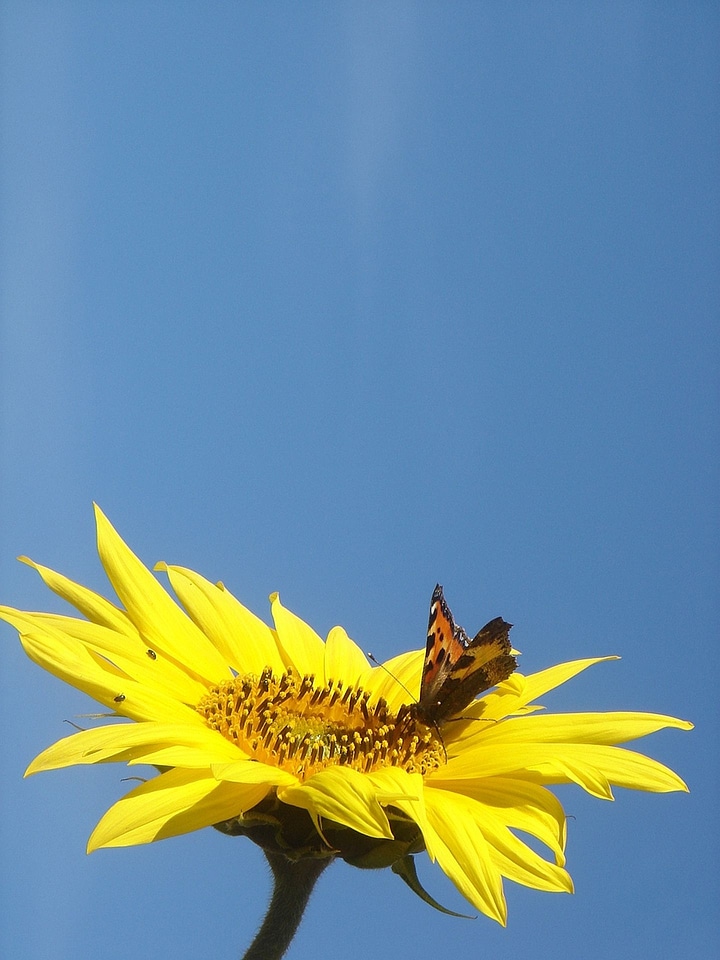 Butterfly nature beauty