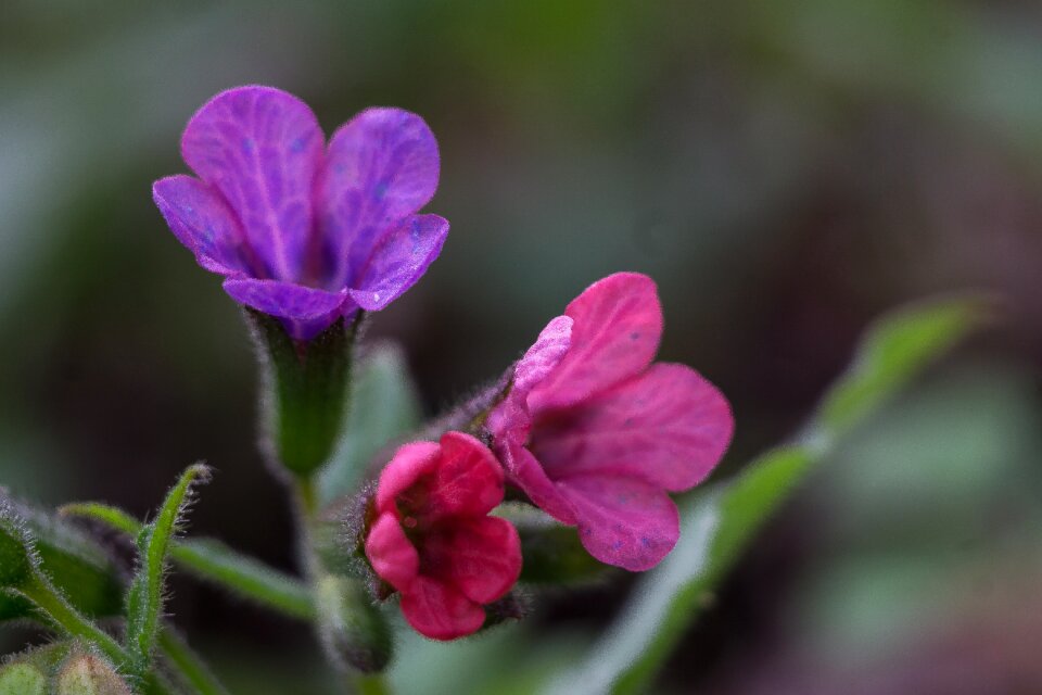Pink flower flower field macro