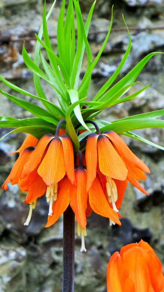 Spring fritillaria imperialis aurora