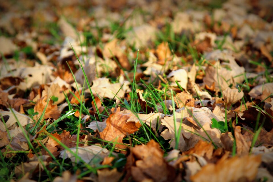 Fall leaves autumn fall leaves background