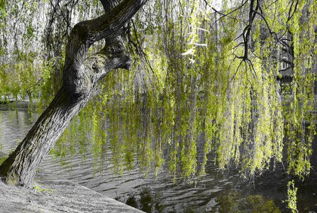Tree depend river photo